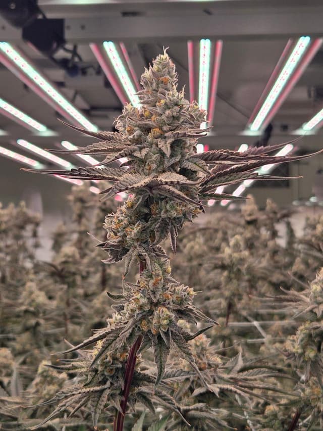 Dante's Inferno premium dried cannabis flower