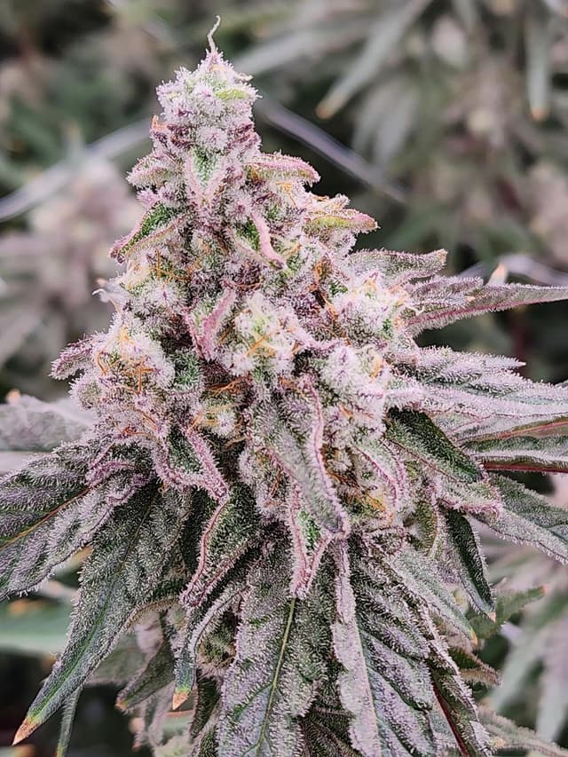 Dante's Inferno cannabis flower detail shot