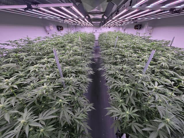 Dante's Inferno cultivation excellence