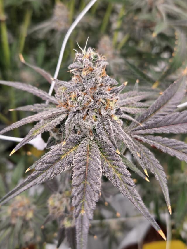 Dante's Inferno quality inspection