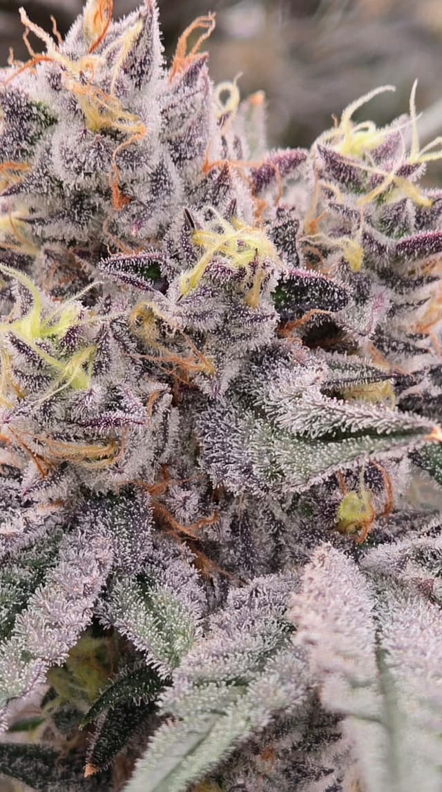 Detailed vertical shot of Dante's Inferno buds