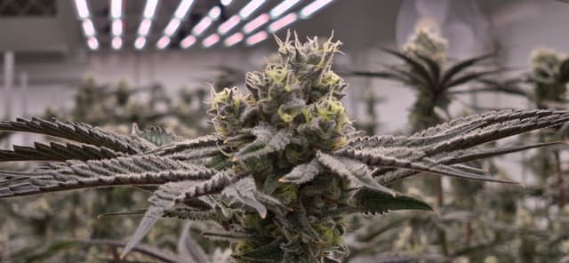 Wide-angle close-up of Dante's Inferno flower