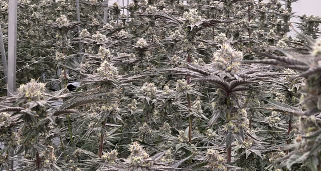 Dante's Inferno growing environment