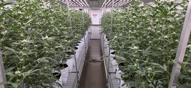 Professional grow room showcasing Dante's Inferno cultivation