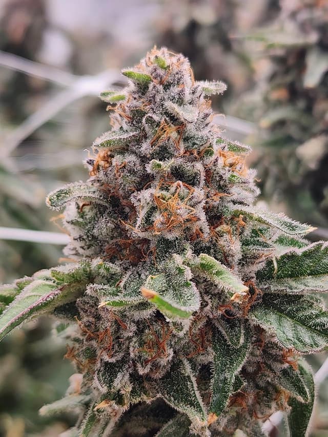 Dante's Inferno quality showcase