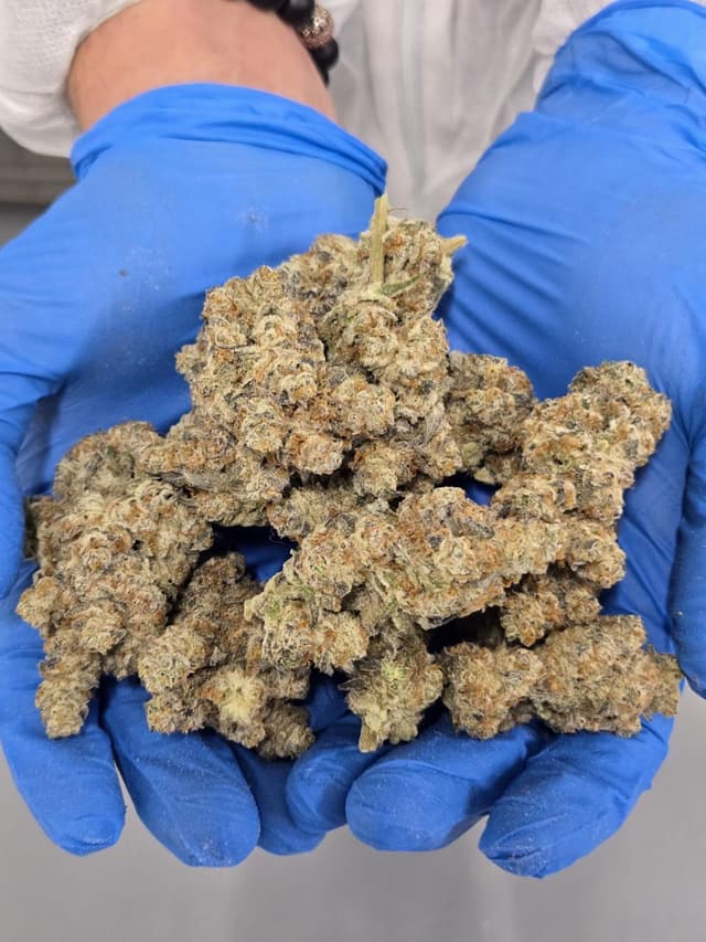 Dante's Inferno premium reserve flower